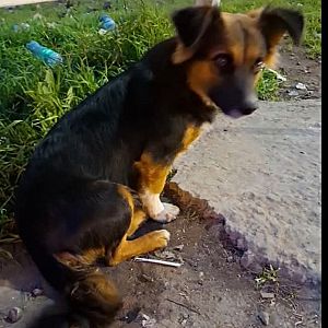 Foto de Mascota Encontrada