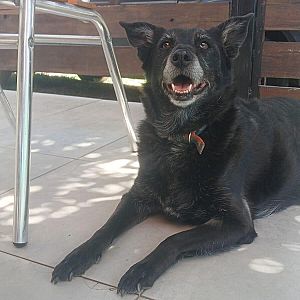 Foto de Mascota Extraviada