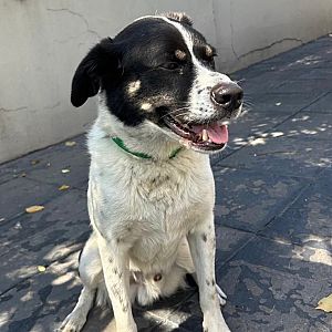 Foto de Mascota Encontrada