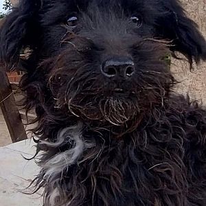 Foto de Mascota Extraviada