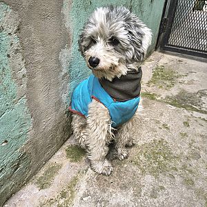 Foto de Mascota Encontrada
