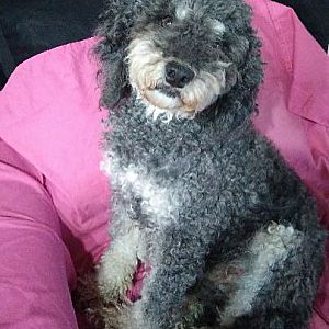 Foto de Mascota Extraviada