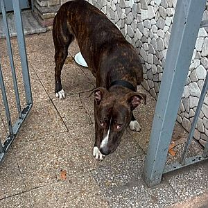 Foto de Mascota Encontrada