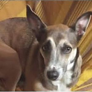 Foto de Mascota Extraviada