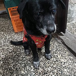Foto de Mascota Encontrada