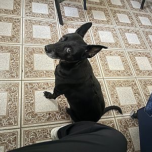 Foto de Mascota Extraviada