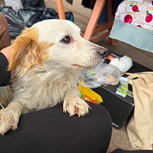Foto de Mascota Encontrada