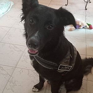 Foto de Mascota Extraviada