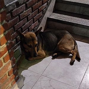 Foto de Mascota Encontrada