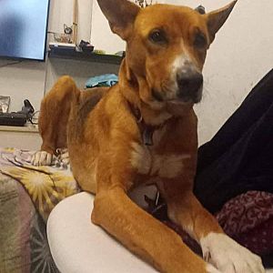 Foto de Mascota Extraviada