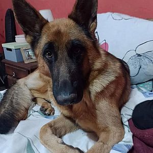 Foto de Mascota Extraviada
