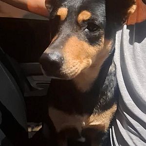 Foto de Mascota Encontrada