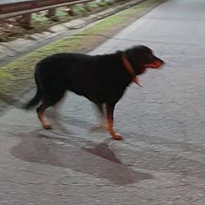 Foto de Mascota Extraviada