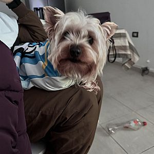 Percy