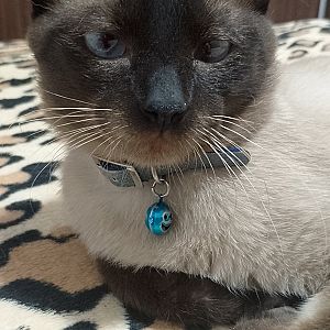 Fermín 🐱🩵