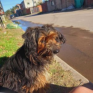 Foto de Mascota Extraviada