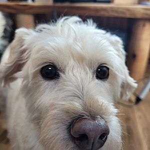 Foto de Mascota Extraviada
