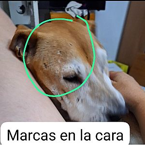 Foto de Mascota Extraviada