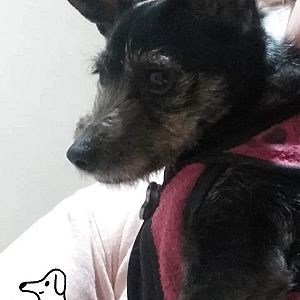 Foto de Mascota Extraviada