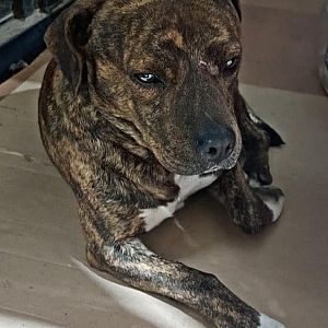 Foto de Mascota Encontrada