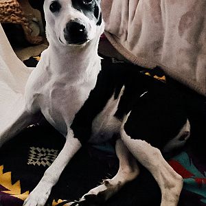 Foto de Mascota Encontrada