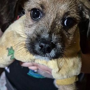 Foto de Mascota Encontrada