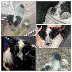 Foto de Mascota Extraviada