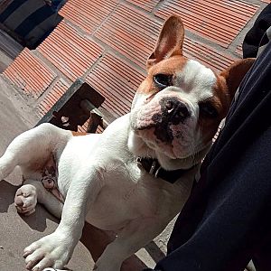 Foto de Mascota Extraviada