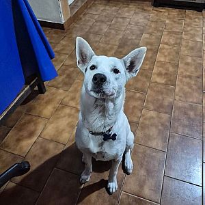 Foto de Mascota Encontrada