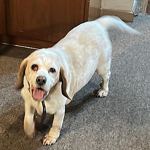 Foto de Mascota Encontrada