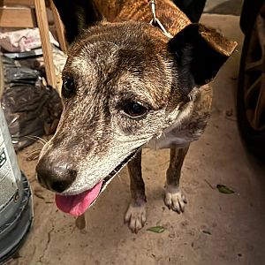 Foto de Mascota Encontrada