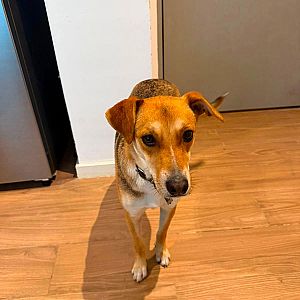 Foto de Mascota Encontrada