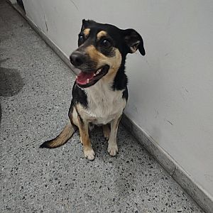 Foto de Mascota Encontrada