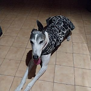 Foto de Mascota Encontrada