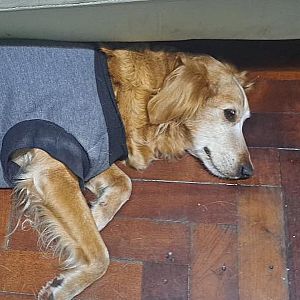 Foto de Mascota Encontrada