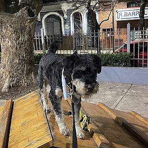 Foto de Mascota Extraviada