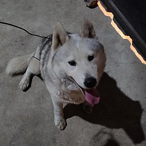 Foto de Mascota Encontrada