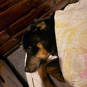 Foto de Mascota Encontrada