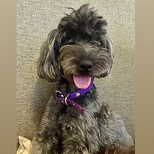Foto de Mascota Extraviada
