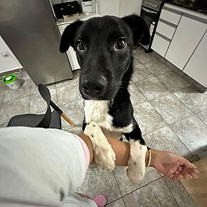 Foto de Mascota Encontrada