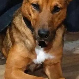 Foto de Mascota Extraviada