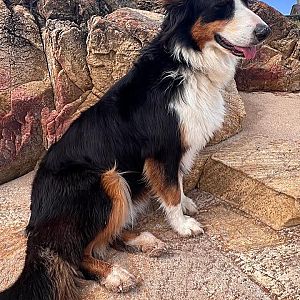 Foto de Mascota Extraviada