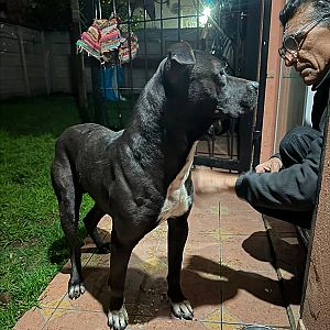 Foto de Mascota Encontrada