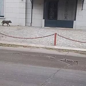 Foto de Mascota Extraviada
