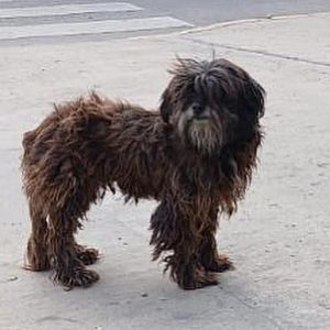 Foto de Mascota Extraviada