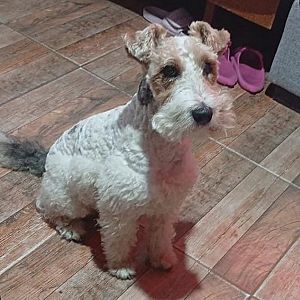 Foto de Mascota Extraviada