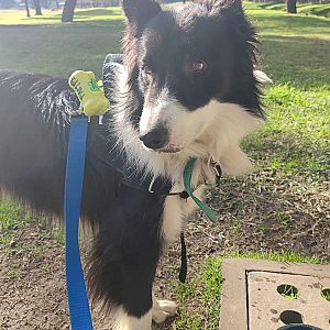 Foto de Mascota Extraviada