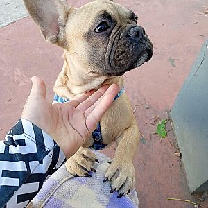 Foto de Mascota Extraviada