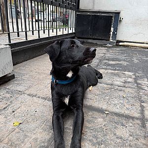 Foto de Mascota Encontrada