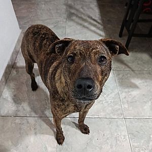 Foto de Mascota Encontrada